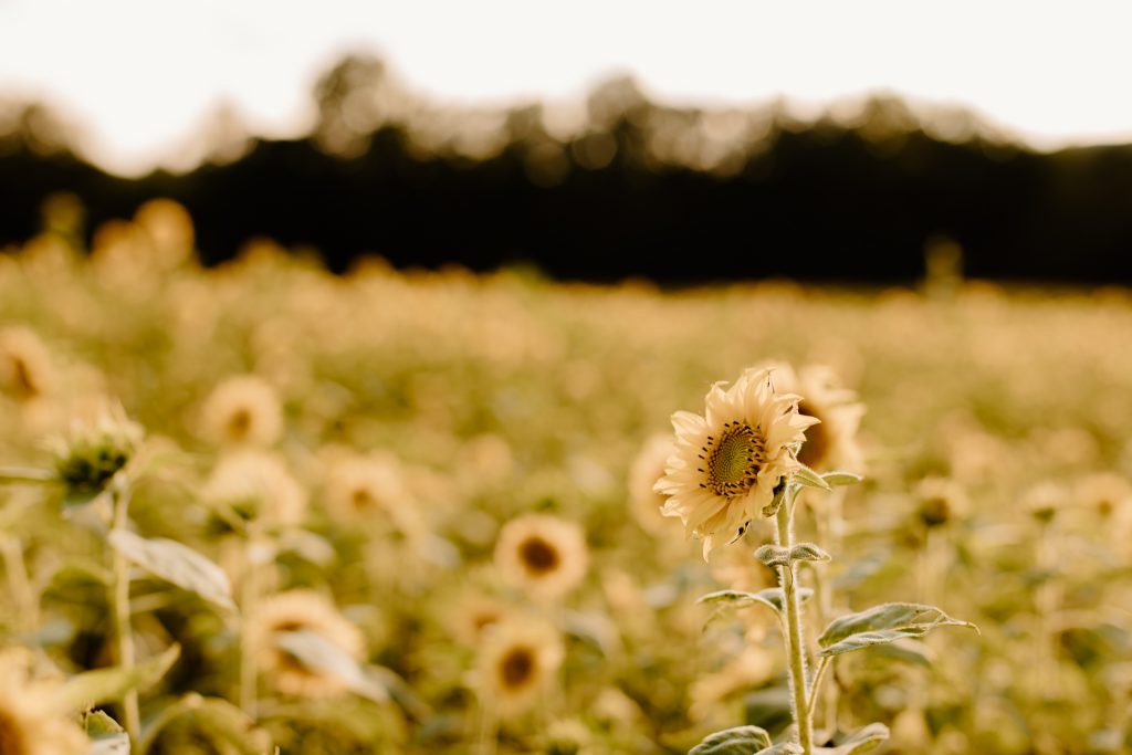 Second Mountain Sunflower field